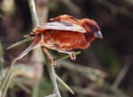 Chestnut Sparrow